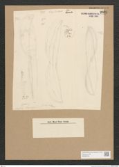 Diatomeae indet. Zeichnungen Sammlung Grunow Nr. 2601 (NHMW-BOT-W0369795)